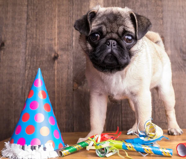Happy Birthday Pug Puppy Dog Royalty Free Stock Images