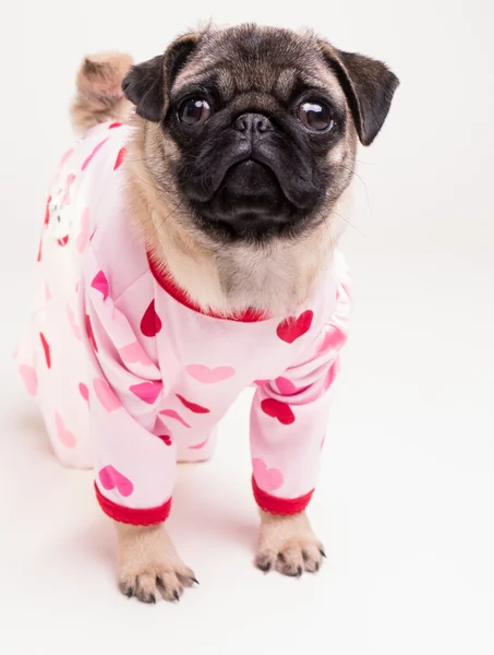 Schattig pug puppy dragend pyjama 's Stockfoto