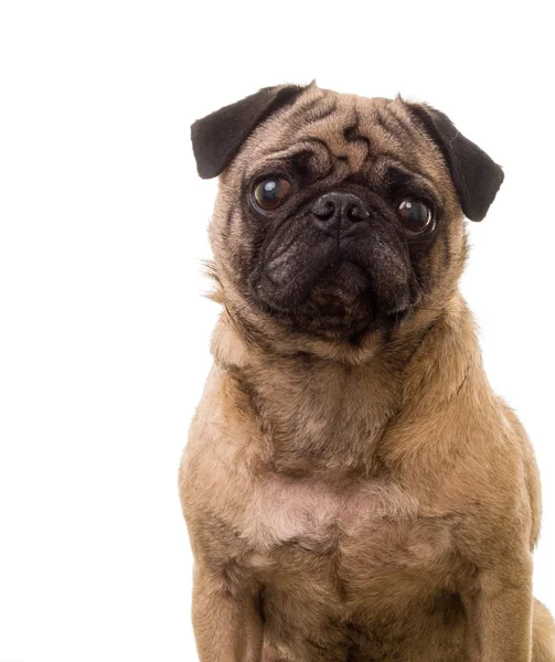 Милі пугові собаки ізольовані — стокове фото