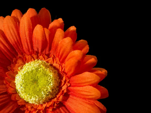 Orange Blume Hintergrund — Stockfoto