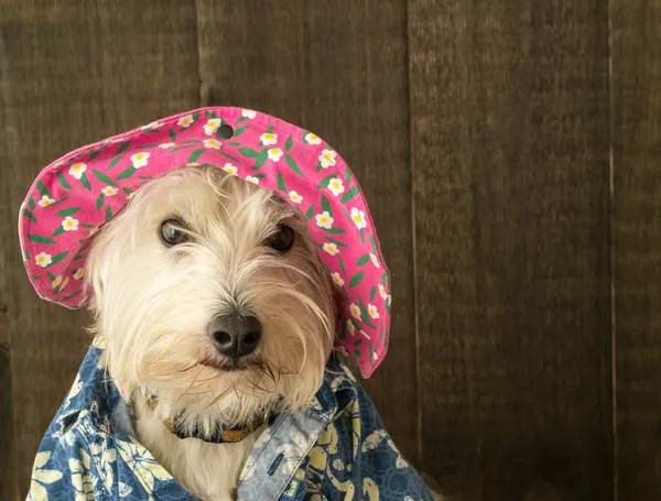 Cão engraçado usando chapéu de flor e camisa havaiana — Fotografia de Stock