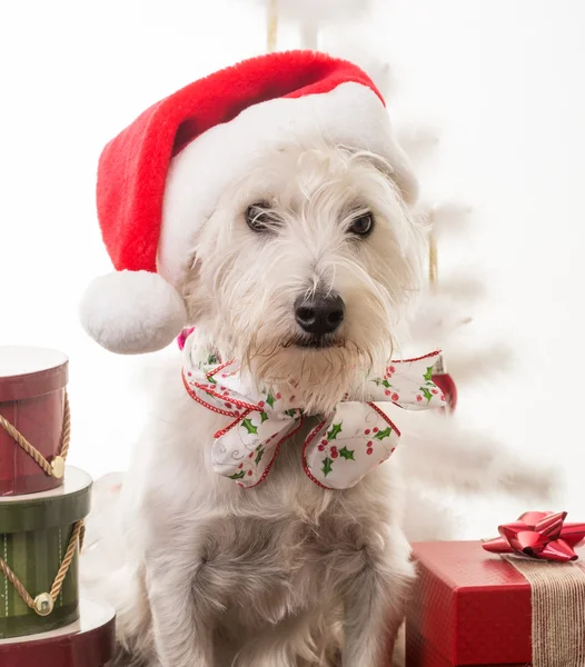 Boże Narodzenie biały pies — Zdjęcie stockowe