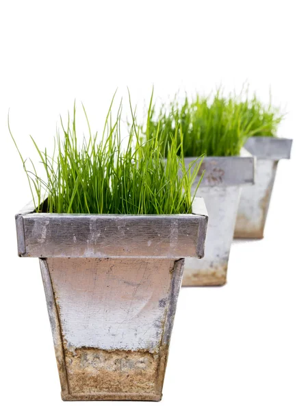 Färskt grönt gräs i behållare — Stockfoto