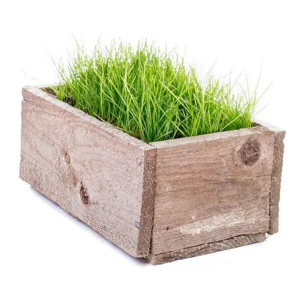 Frisches grünes Gras in Holzkiste — Stockfoto