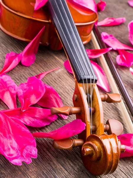 Violin och rosenblad — Stockfoto