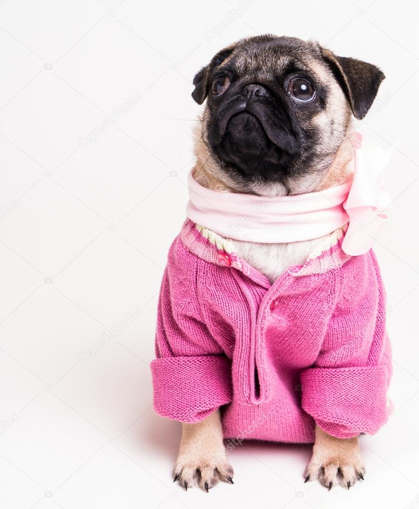 Cute Dog wearing pink sweater Stock Photo by ©dogfordstudios