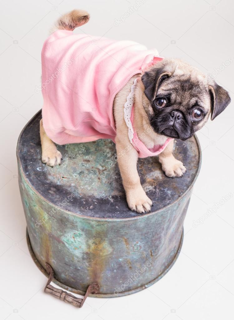 cute pug clothes