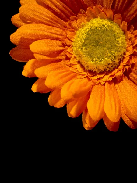 Oranžový květ pozadí — Stock fotografie