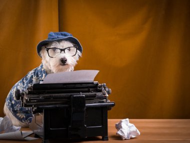 gazeteci köpeğe daktilo