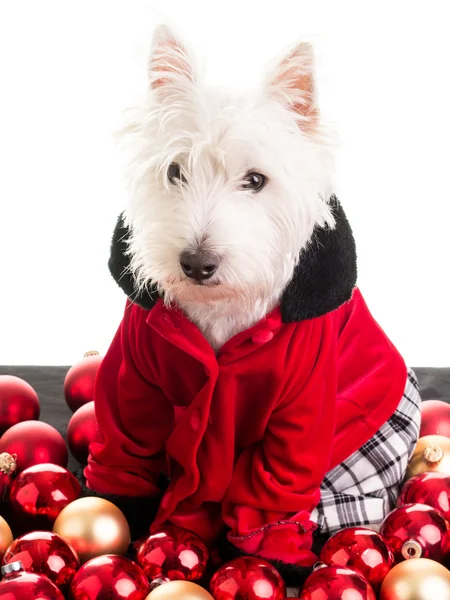 Perro de Navidad —  Fotos de Stock