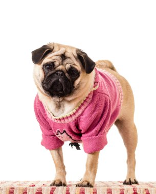 pembe kazaklı kız pug köpek
