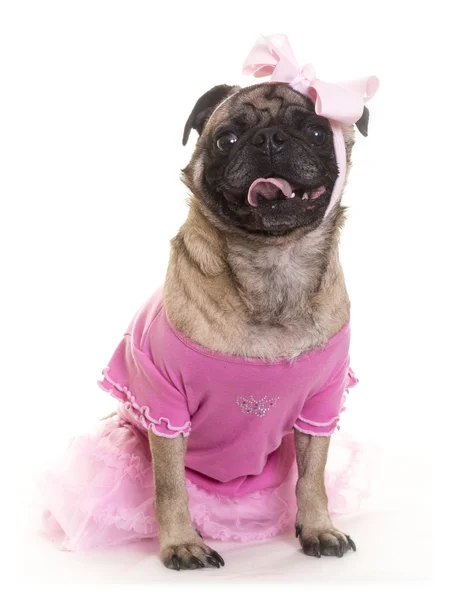Ballerina Ballet Dog — Stock Photo, Image