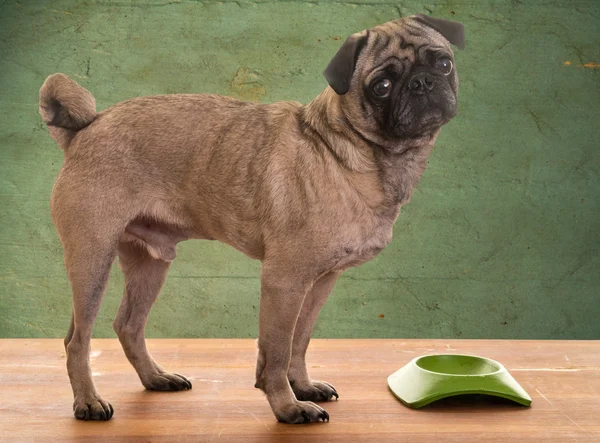 Sad pug dog with empty bowl of food. — Stock Photo, Image