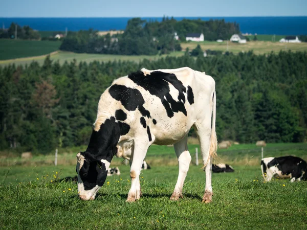 Vaca leiteira em pastagem em pastagem — Fotografia de Stock