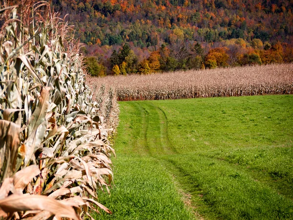 Pola kukurydzy w gospodarstwie — Zdjęcie stockowe