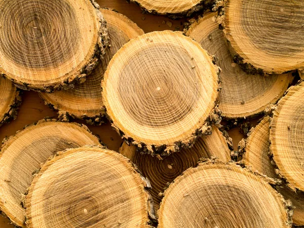 Árbol de madera anillos fondo — Foto de Stock