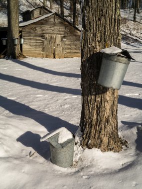 Maple Syrup sap buckets on tree