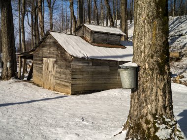 Maple sugar shack during the sugaring season