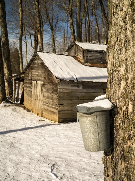 Javorový cukr shack cukřením sezóně — Stock fotografie