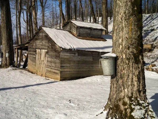 Maple sugar shack during the sugaring season — Stock Photo, Image