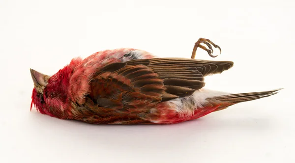 Uccello morto Immagini Stock Royalty Free
