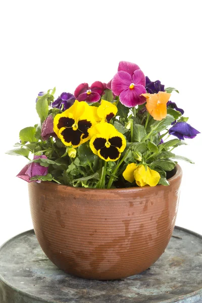 Potted pansy flowers Royalty Free Stock Photos