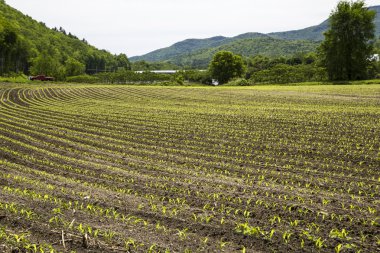 Newly planted corn field clipart