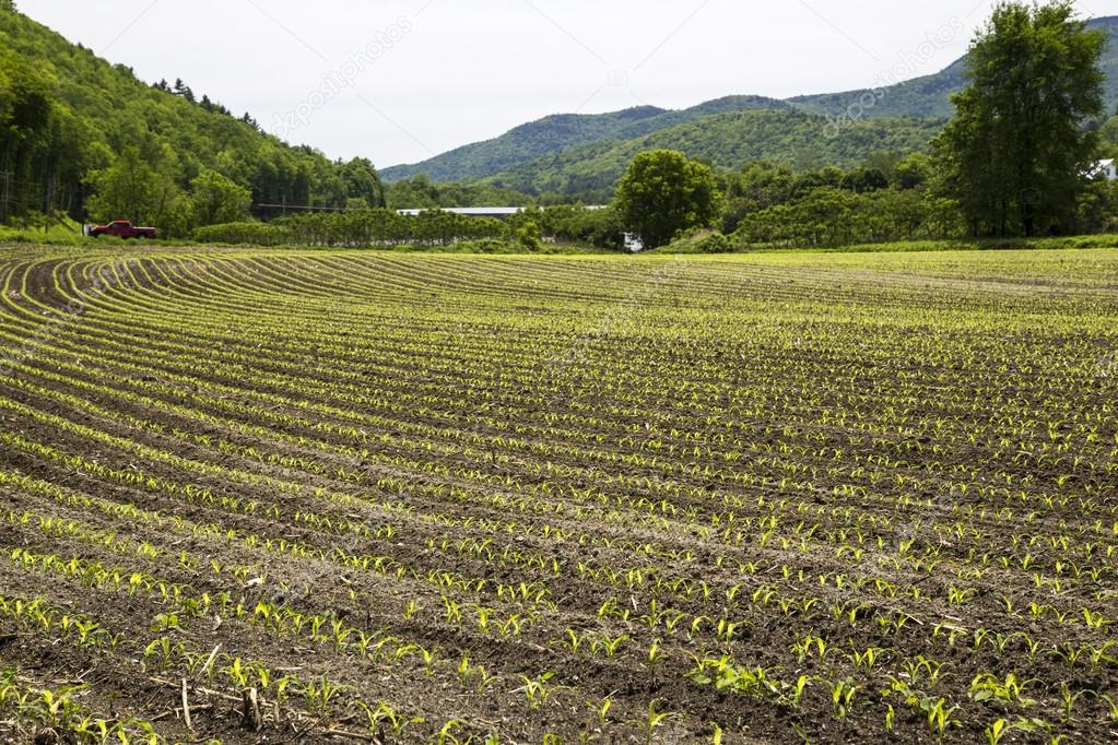 Newly planted corn field