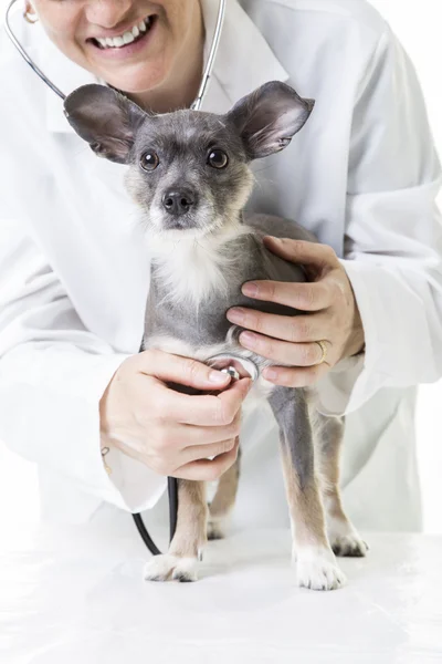 Cão pequeno no veterinário — Fotografia de Stock