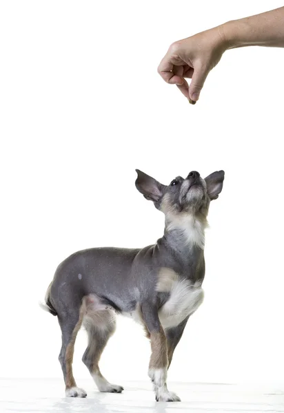 Cão pequeno sendo treinado — Fotografia de Stock