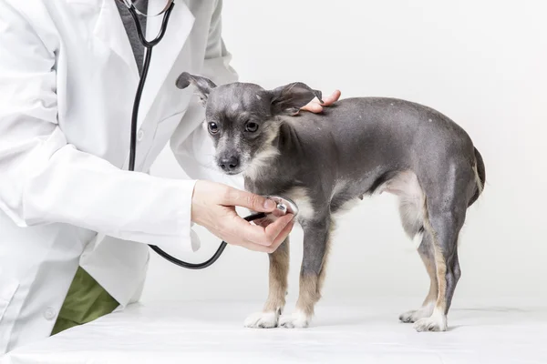 Cão pequeno no veterinário — Fotografia de Stock