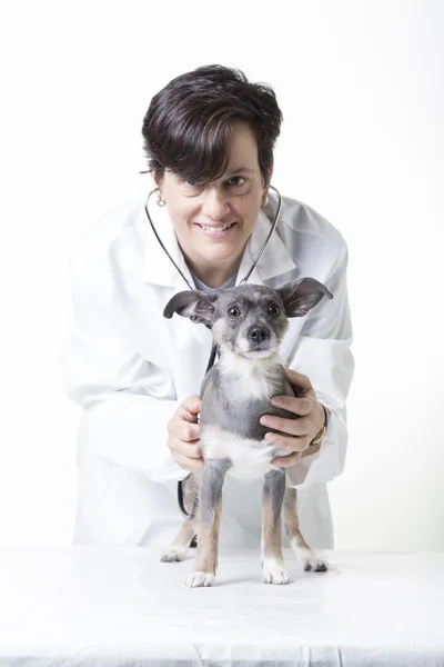 Tierarzt mit kleinem Hund Stockbild