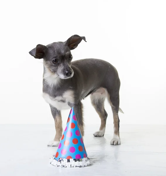 Kleiner haarloser Hund mit Geburtstagsmütze. — Stockfoto