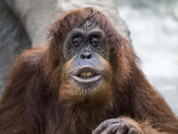 Orangutan with humorous expression — Stock Photo, Image