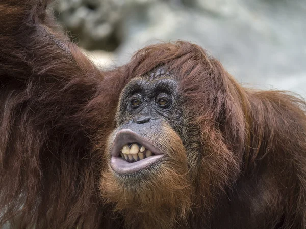 Orangutan with humorous expression — Stock Photo, Image