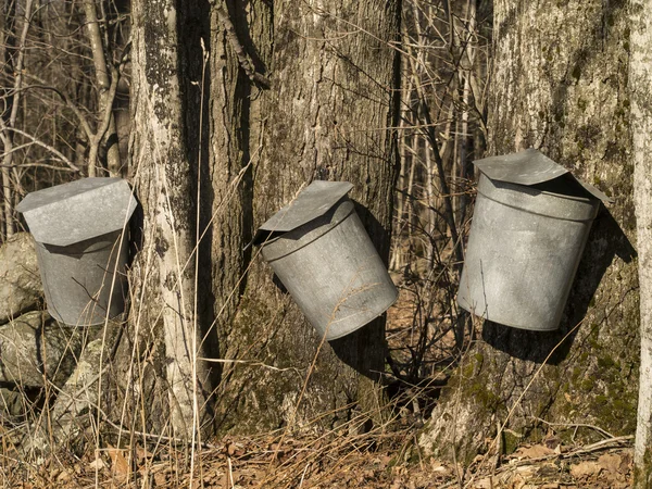 Ahornsirup-Sammeleimer lizenzfreie Stockfotos