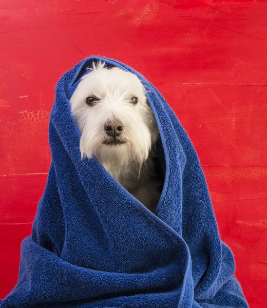 Roter weißer und blauer Hund Stockbild