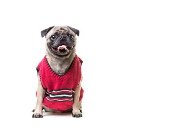 Kazak giymiş mutlu pug evcil köpek