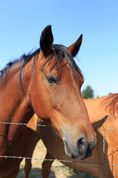 Kastanje paard — Stockfoto