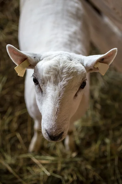 Geschorene Schafe — Stockfoto