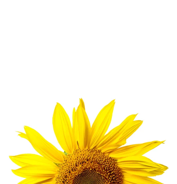 Sonnenblumen beschnitten — Stockfoto