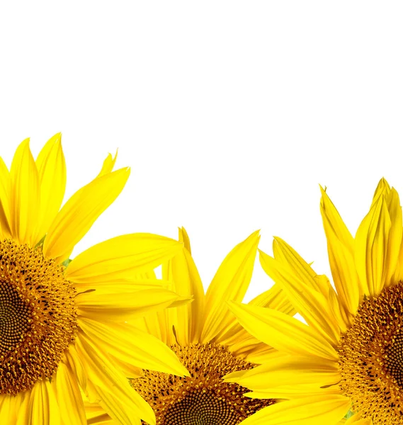Sonnenblumen beschnitten — Stockfoto