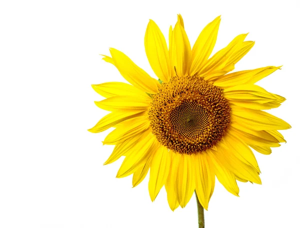 Sunflower Isolated — Stock Photo, Image