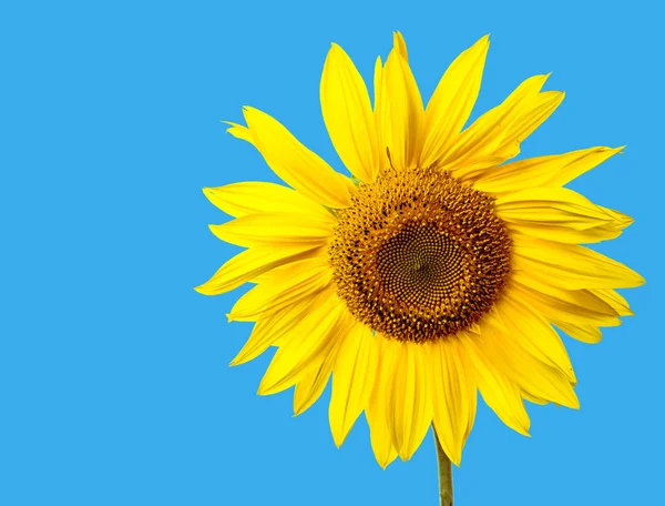 Sonnenblumenblauer Himmel — Stockfoto