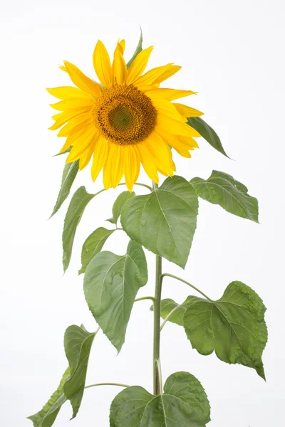 Sonnenblume — Stockfoto