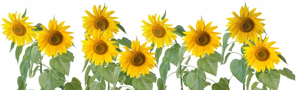 Wiersz słoneczniki — Zdjęcie stockowe