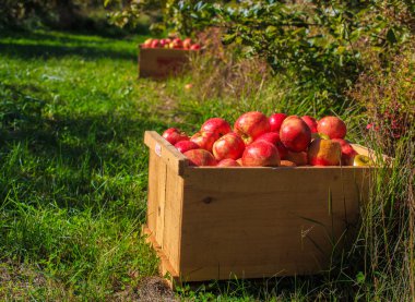 meyve bahçesi taze elma
