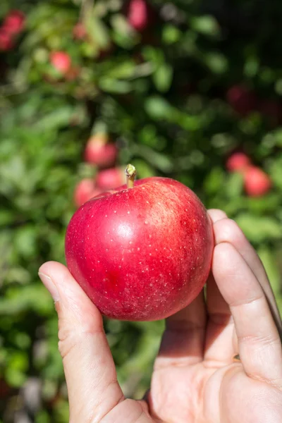 Fresh Apples in Orchard — Stock Photo, Image