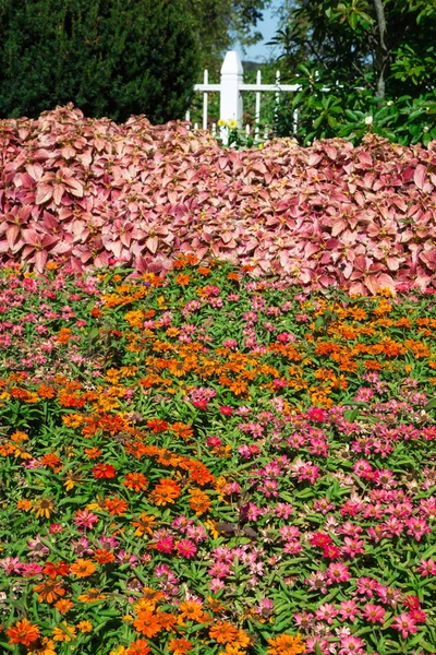 Flower Garden — Stock Photo, Image