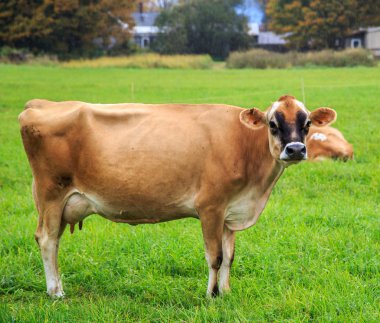 yağmur altında süt ineği